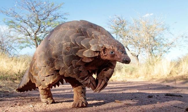 Панголин