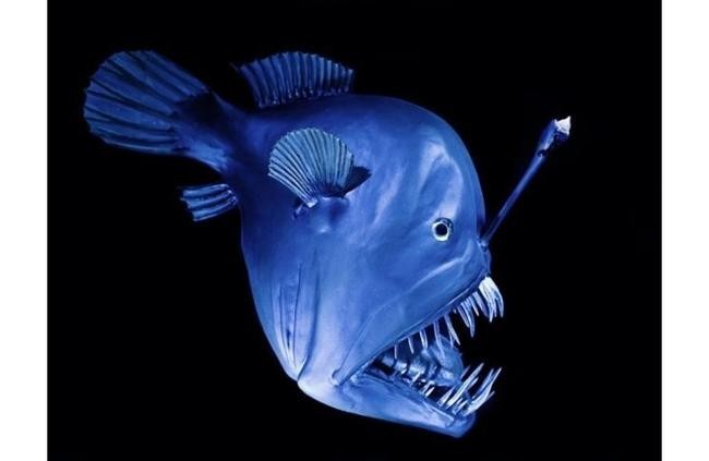 Удильщик Джонсона (Melanocetus johnsonii)