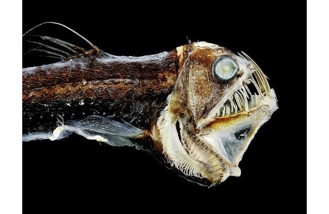 Хаулиод обыкновенный (Chauliodus sloani)