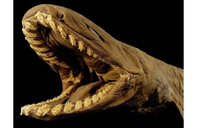Плащеносная акула (Chlamydoselachus anguineus)