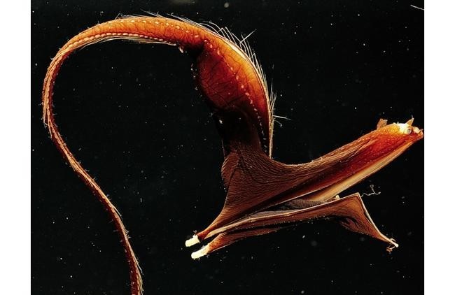 Угорь-пеликан (Eurypharynx pelecanoides)