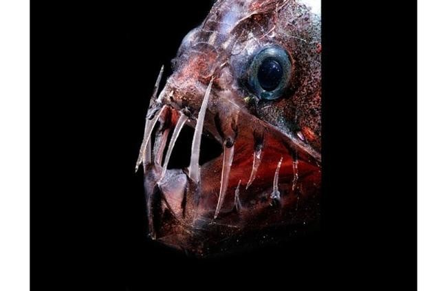 Тихоокеанский хаулиод (Chauliodus macouni)