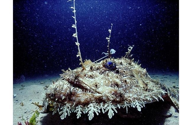 Морской черт (Lophius piscatorius)