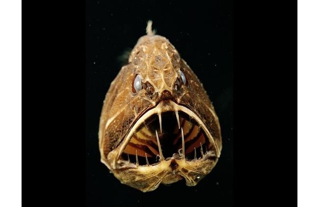 Длиннорогий саблезуб (Anoplogaster cornuta)