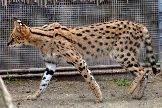 8. Кошки породы саванна (22,000000$)