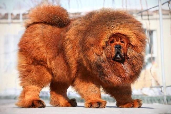 4. Тибетский мастиф (ориентировочная стоимость 582 000$)