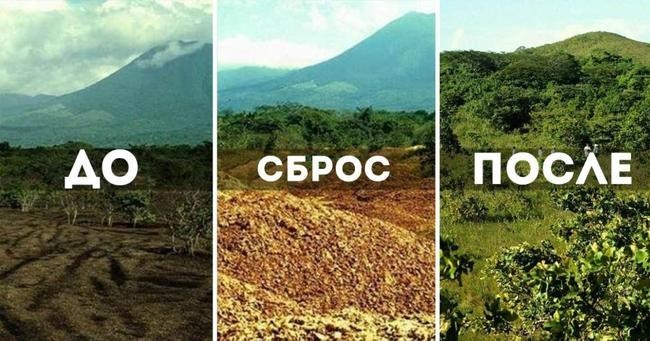 Апельсиновый щит