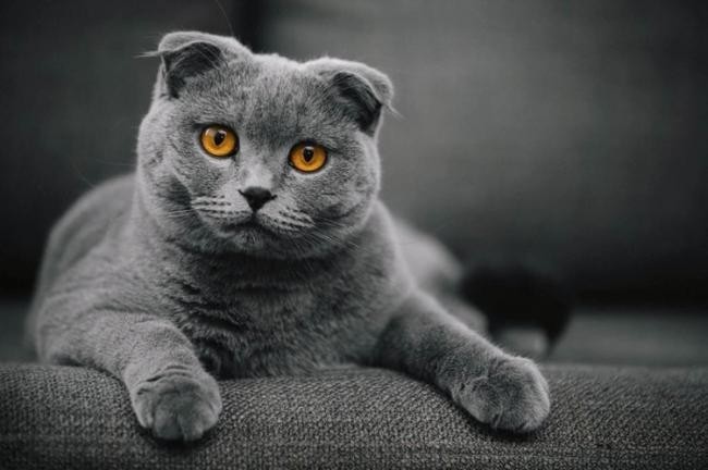 7. Шотландская вислоухая (3000$)