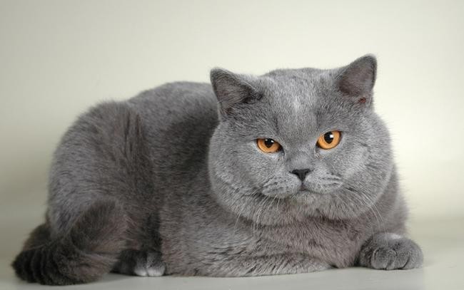 11. Британская короткошерстная кошка (800-1000$)