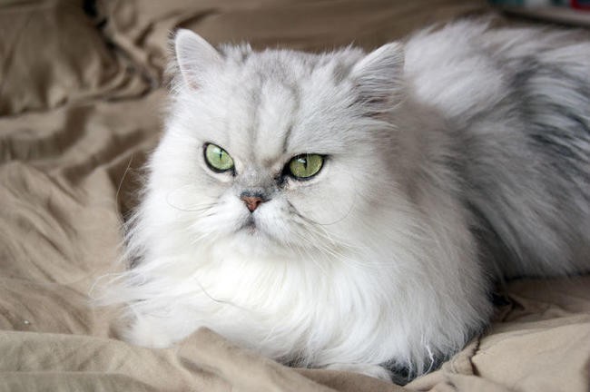 4. Персидская кошка (5500$)