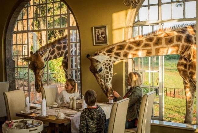 GIRAFFE MANOR, Кения