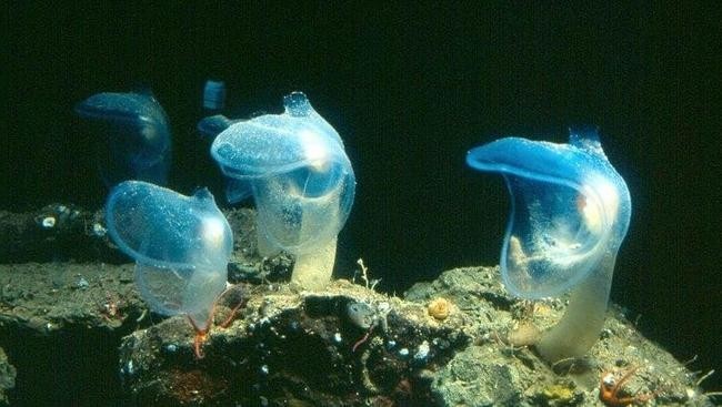 Megalodicopia hians
