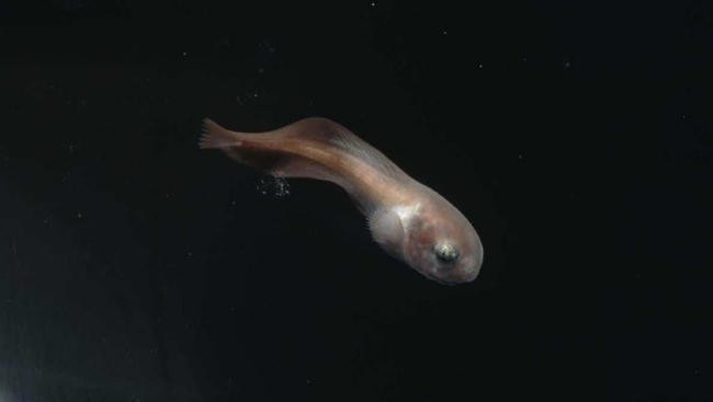 Deep-Sea Snailfish
