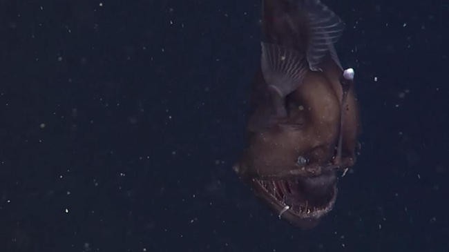 Toothed Seadevil