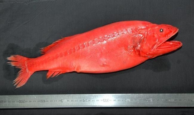 Whalefish