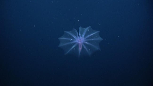 Pelagothuria Natatrix