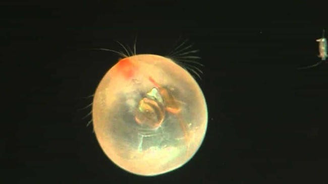 Giant Ostracod