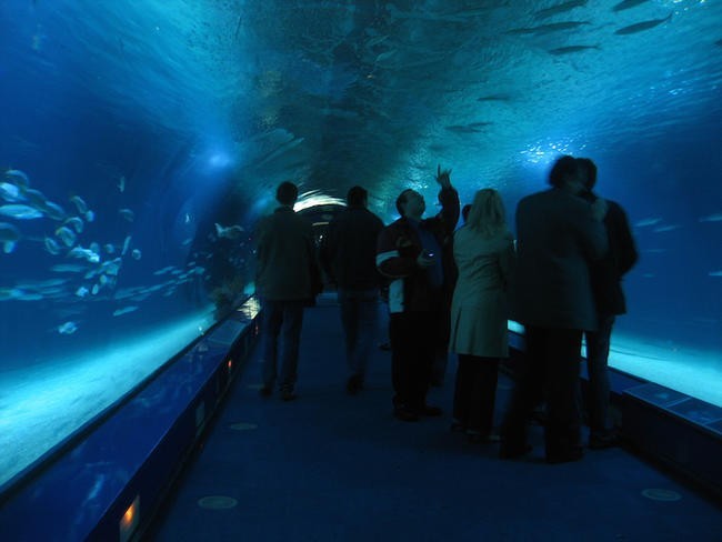 Аквариум L'Oceanografic