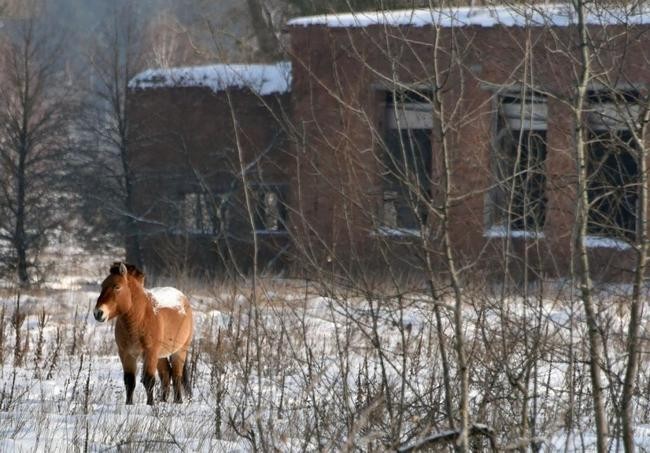 Ученые привезли в Чернобыль исчезающую породу лошадей
