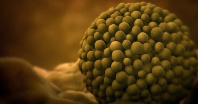 Внутри человеческого тела / Inside the Human Body (2011)