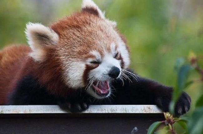 Уважение к животным