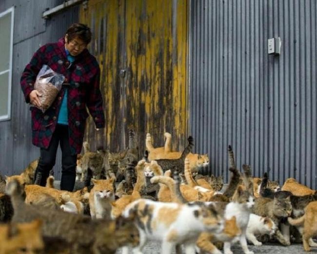 Остров кошек, Япония
