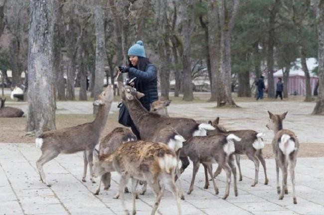 Город оленей, Япония