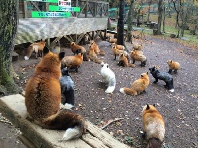 Лисья деревня, Япония
