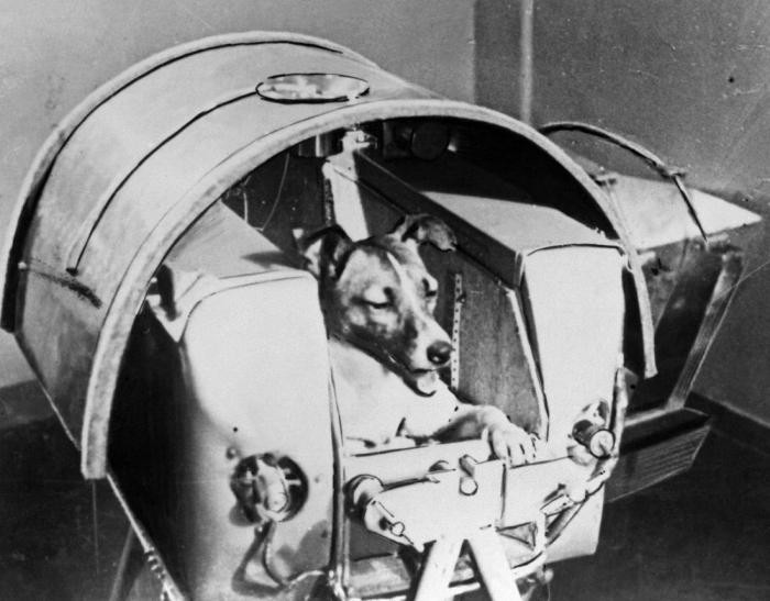 Трагическая история Лайки