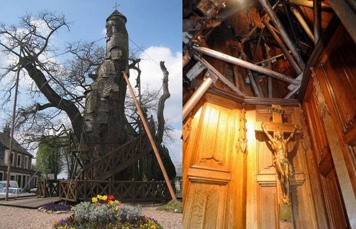 7. «Дуб-часовня»