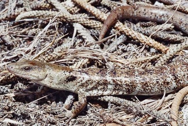 Ящерица Phoboscincus bocourti