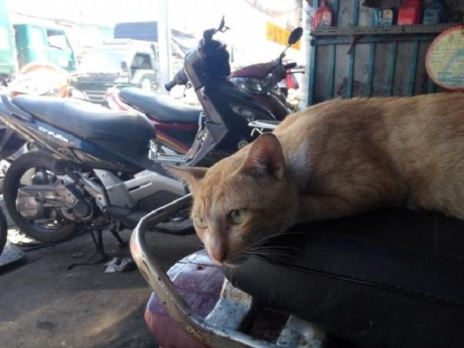 Вьетнамцы не любят кошек