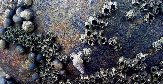 7. Акулы и корабельная обшивка