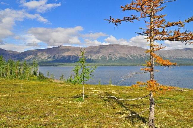 Растительность