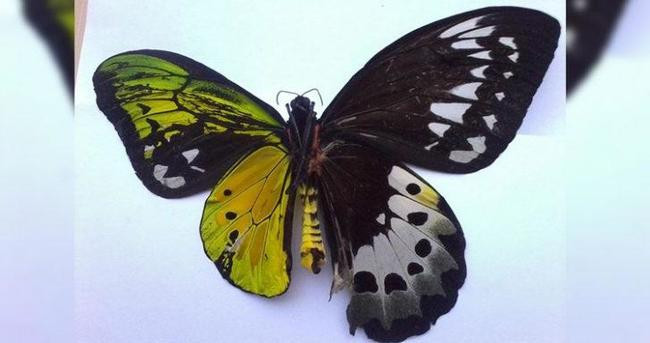 Papilio androgeus