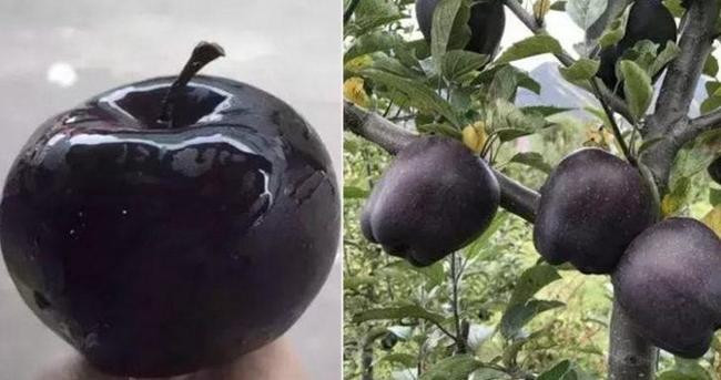 Яблоко Черный алмаз