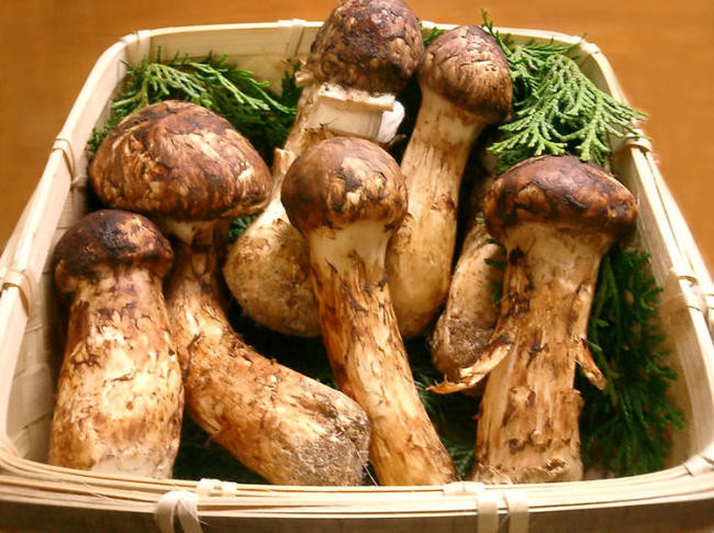 1. Грибы Matsutake