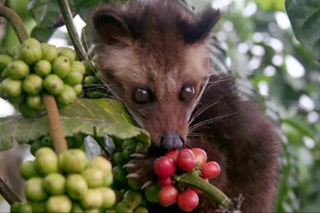 2. Кофе Kopi Luwak