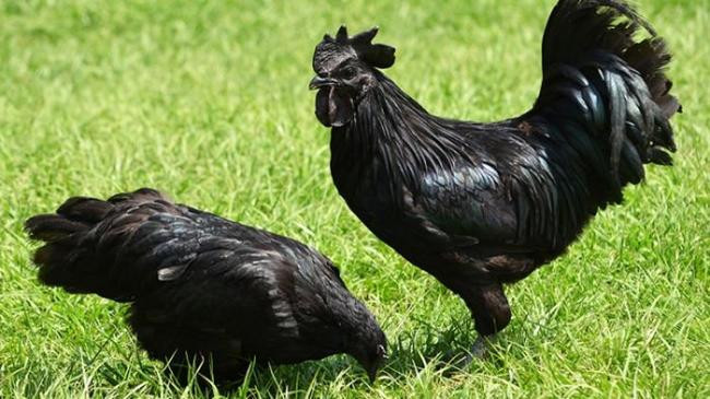 4. Курица Ayam Cemani