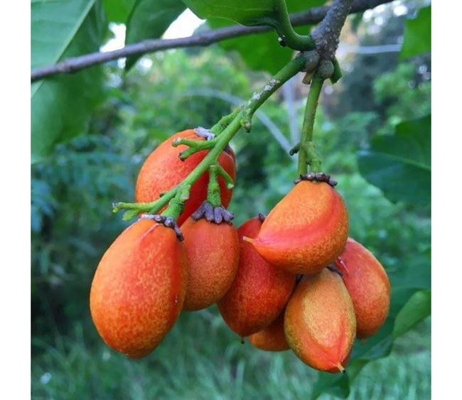 Фрукты арахисового масла