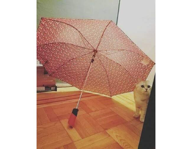 Открытый зонт