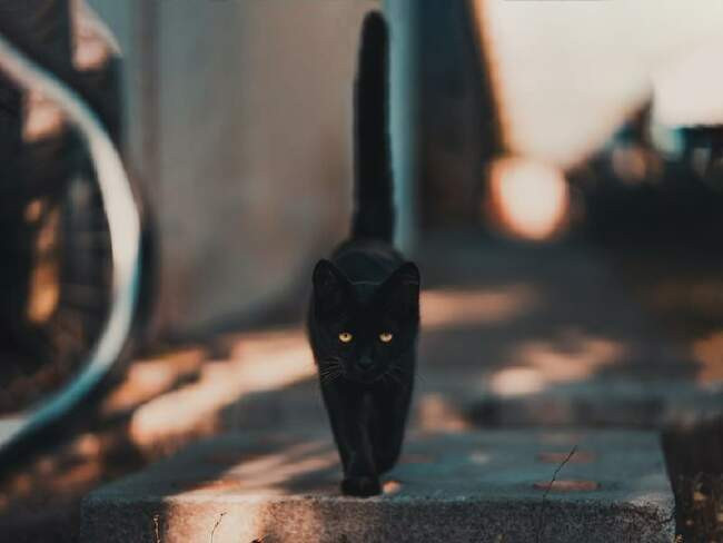 Черная кошка