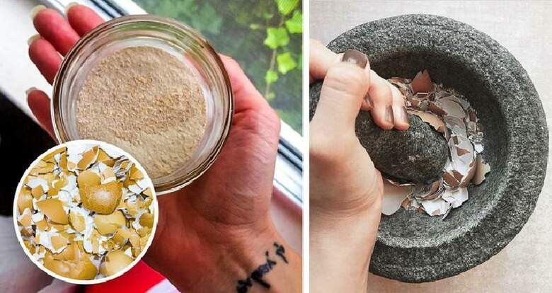 Яичная скорлупа