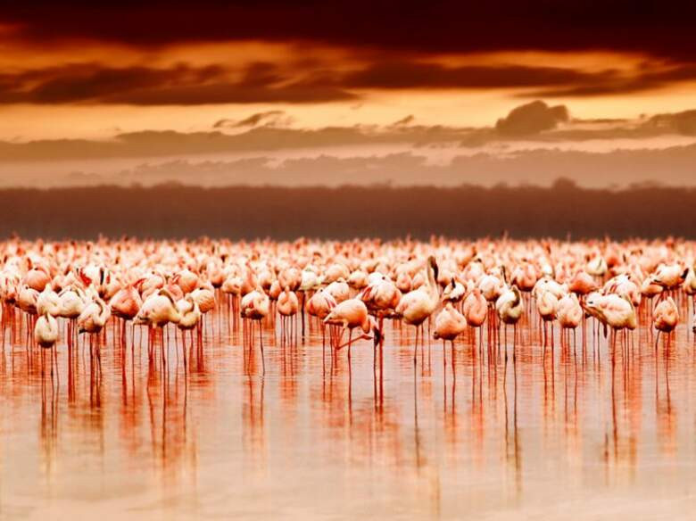 2. Национальный Парк Озеро Накуру (Lake Nakuru National Park), Кения