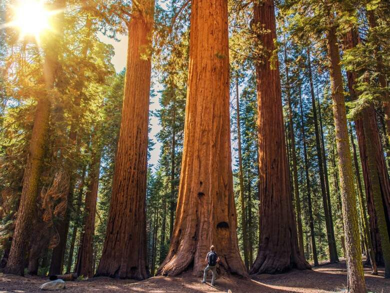 22. Национальный парк Секвойя (Sequoia National Park), Калифорния, США