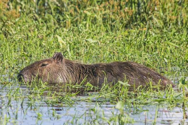 Водно-болотные угодья Иберы
