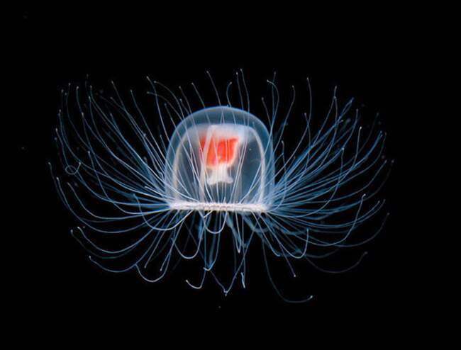 Медуза Turritopsis dohrnii