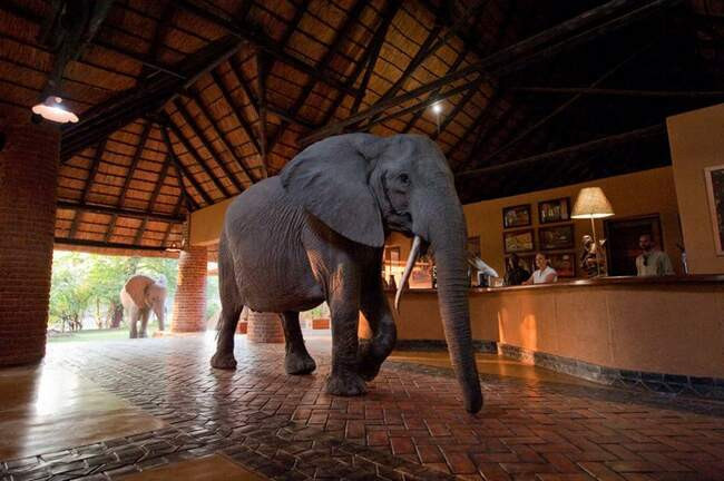 Mfuwe Lodge, Южный национальный парк "Луангва", Замбия