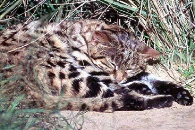 1.Черноногая кошка