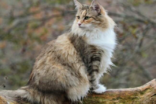 7. Норвежская лесная кошка